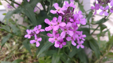 Картинка цветы луговые+ полевые +цветы сиреневые