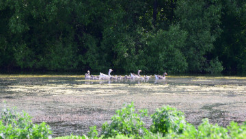 Картинка животные гуси пруд