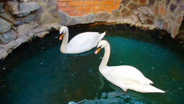 Картинка животные лебеди водоем