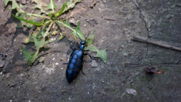 Картинка животные насекомые дорога насекомое трава жук