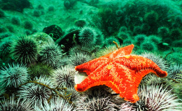 Картинка животные морская+фауна дно море морская звезда морские ежи