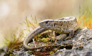 Картинка животные Ящерицы +игуаны +вараны ящерица серая прыткая камень трава