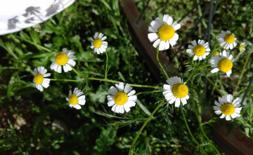 Картинка цветы ромашки