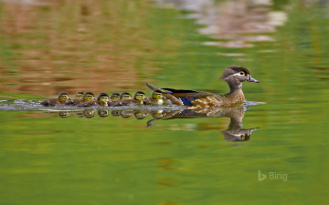 Картинка животные утки утка утята