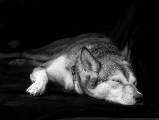 Обои картинки фото животные, собаки, собака, дом, уют