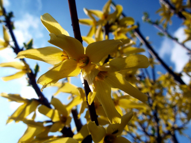 Обои картинки фото цветы, цветущие деревья ,  кустарники, желтвй
