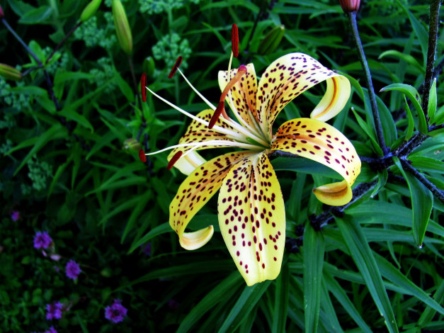 Обои картинки фото цветы, лилии,  лилейники, крапинки