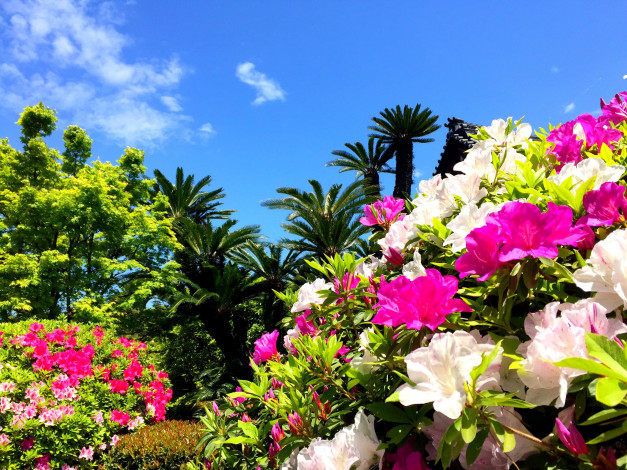 Обои картинки фото цветы, рододендроны , азалии, азалия, рододендрон, пальмы
