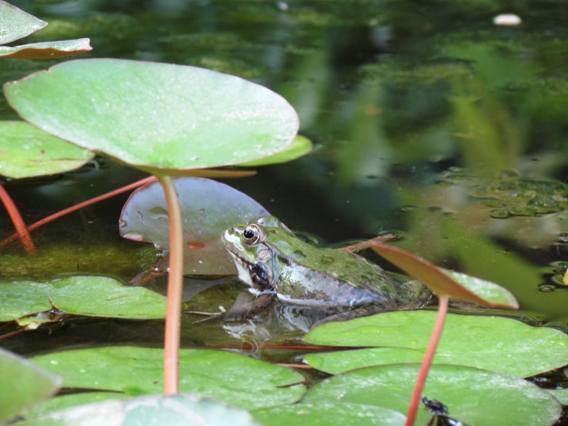 Обои картинки фото животные, лягушки, водоем, лягушка