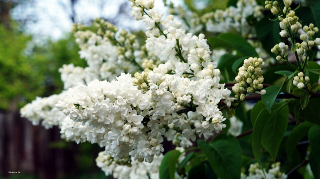 Обои картинки фото цветы, сирень, гроздь, белая