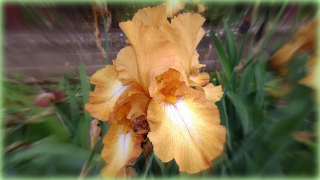 Обои картинки фото цветы, ирисы, ирис