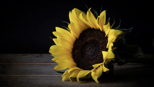 Обои картинки фото цветы, подсолнухи, макро