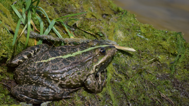 Обои картинки фото животные, лягушки, водоросли, река, лягушка