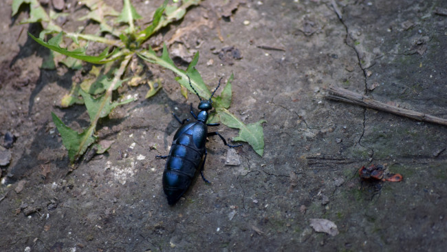 Обои картинки фото животные, насекомые, дорога, насекомое, трава, жук