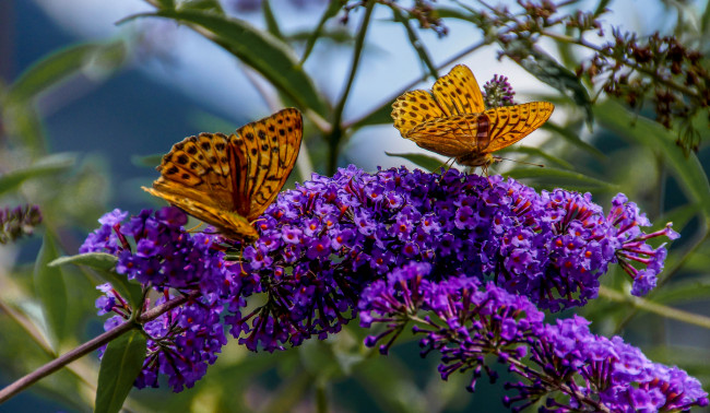 Обои картинки фото животные, бабочки,  мотыльки,  моли, бабочка