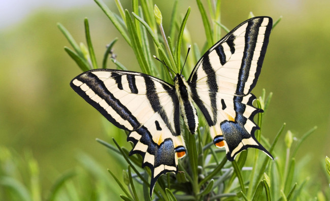 Обои картинки фото парусник алексанор, животные, бабочки,  мотыльки,  моли, растение, бабочка
