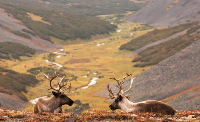 Обои картинки фото животные, олени, карибу, горы, долина