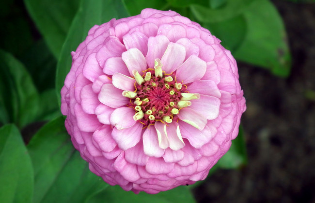 Обои картинки фото цветы, цинния, макро