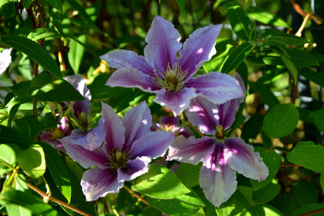 Обои картинки фото цветы, клематис , ломонос, трио