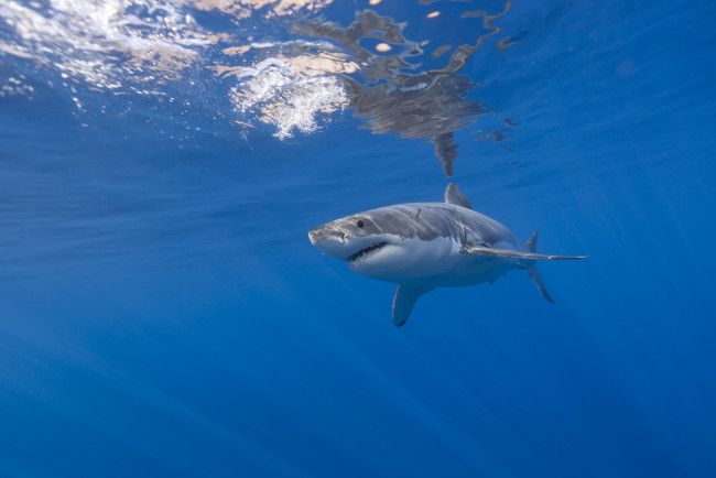 Обои картинки фото животные, акулы, акула