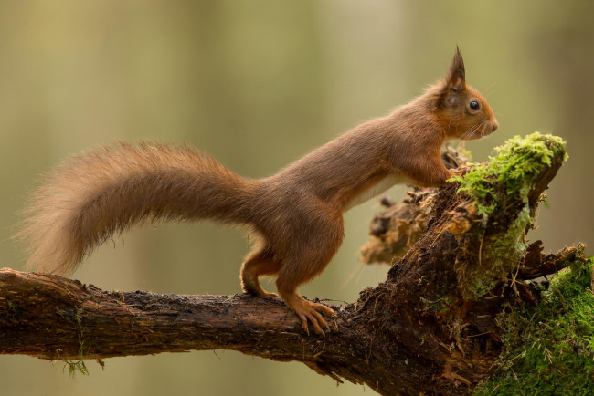 Обои картинки фото животные, белки, белка