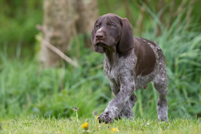Обои картинки фото животные, собаки, песик