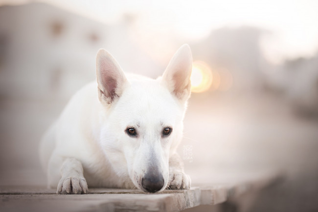 Обои картинки фото животные, собаки, собака, взгляд, друг