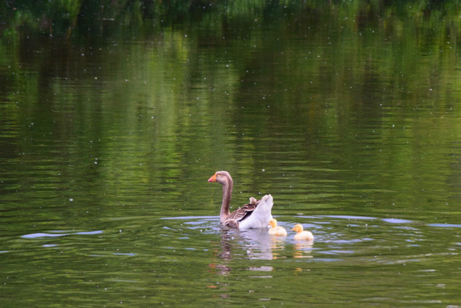 Обои картинки фото животные, утки, утка, пруд