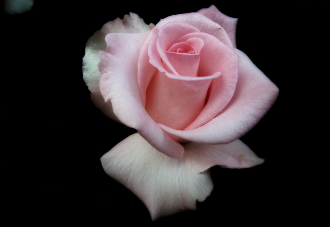 Обои картинки фото цветы, розы, бутон, розовый