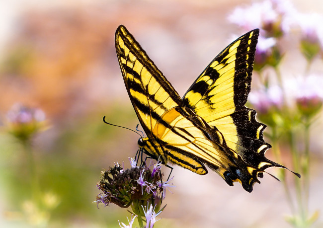 Обои картинки фото животные, бабочки,  мотыльки,  моли, бабочка