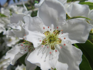 Картинка цветы цветущие+деревья+ +кустарники весна 2018