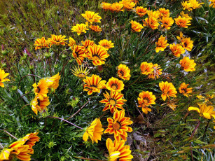 Картинка цветы газания желтый