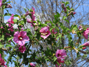 Картинка цветы гибискусы лето 2018