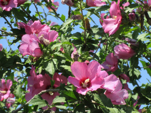 Картинка цветы гибискусы лето 2018