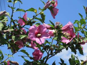 Картинка цветы гибискусы лето 2018