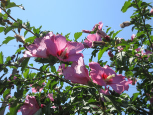 Картинка цветы гибискусы лето 2018