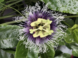 Картинка цветы пассифлора страстоцвет
