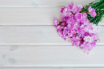 Картинка цветы гвоздики шабо