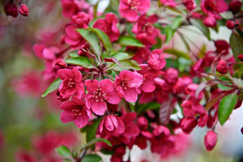 Картинка цветы сакура +вишня розовый