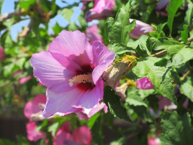 Обои картинки фото цветы, гибискусы, лето, 2018