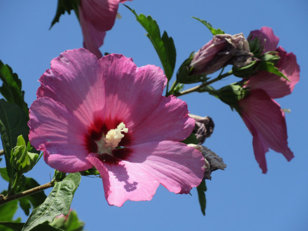 Обои картинки фото цветы, гибискусы, лето, 2018