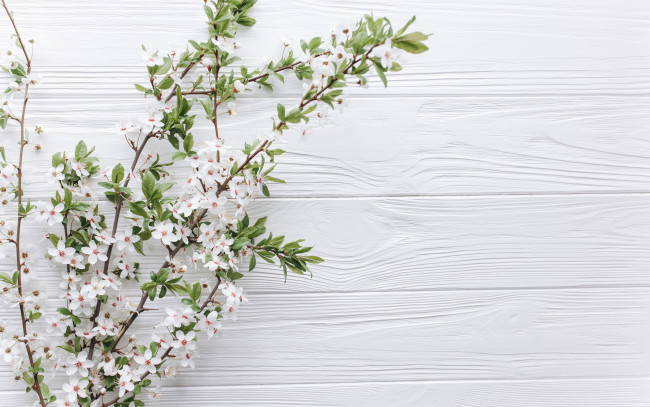 Обои картинки фото цветы, цветущие деревья ,  кустарники, ветки