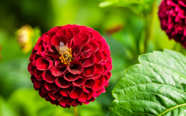 Обои картинки фото цветы, георгины, макро