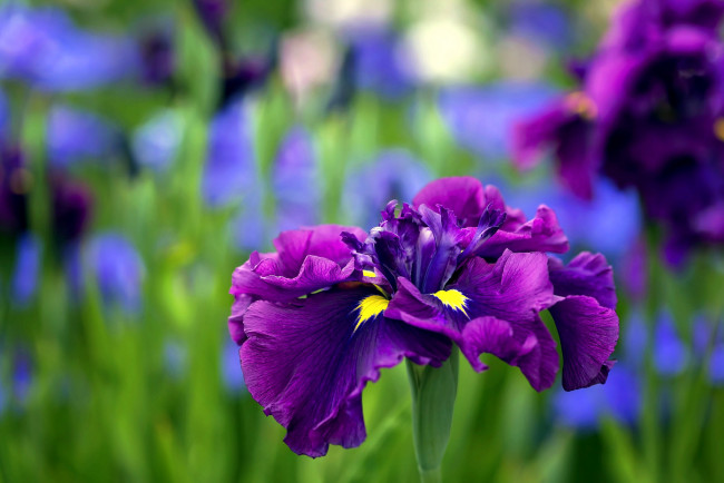 Обои картинки фото цветы, ирисы, лиловый