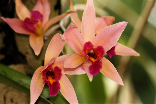 Обои картинки фото цветы, орхидеи, экзотика