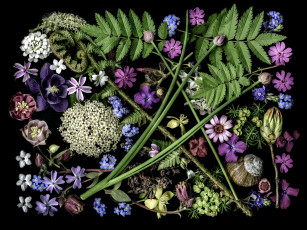 Картинка цветы разные+вместе композиция