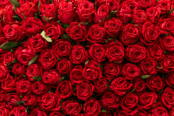 Картинка цветы розы алый бутоны много