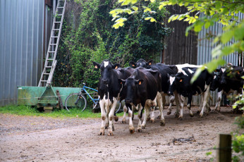 Картинка животные коровы +буйволы стадо