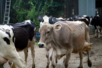 Картинка животные коровы +буйволы стадо