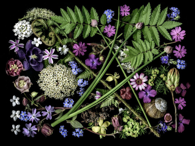 Обои картинки фото цветы, разные вместе, композиция
